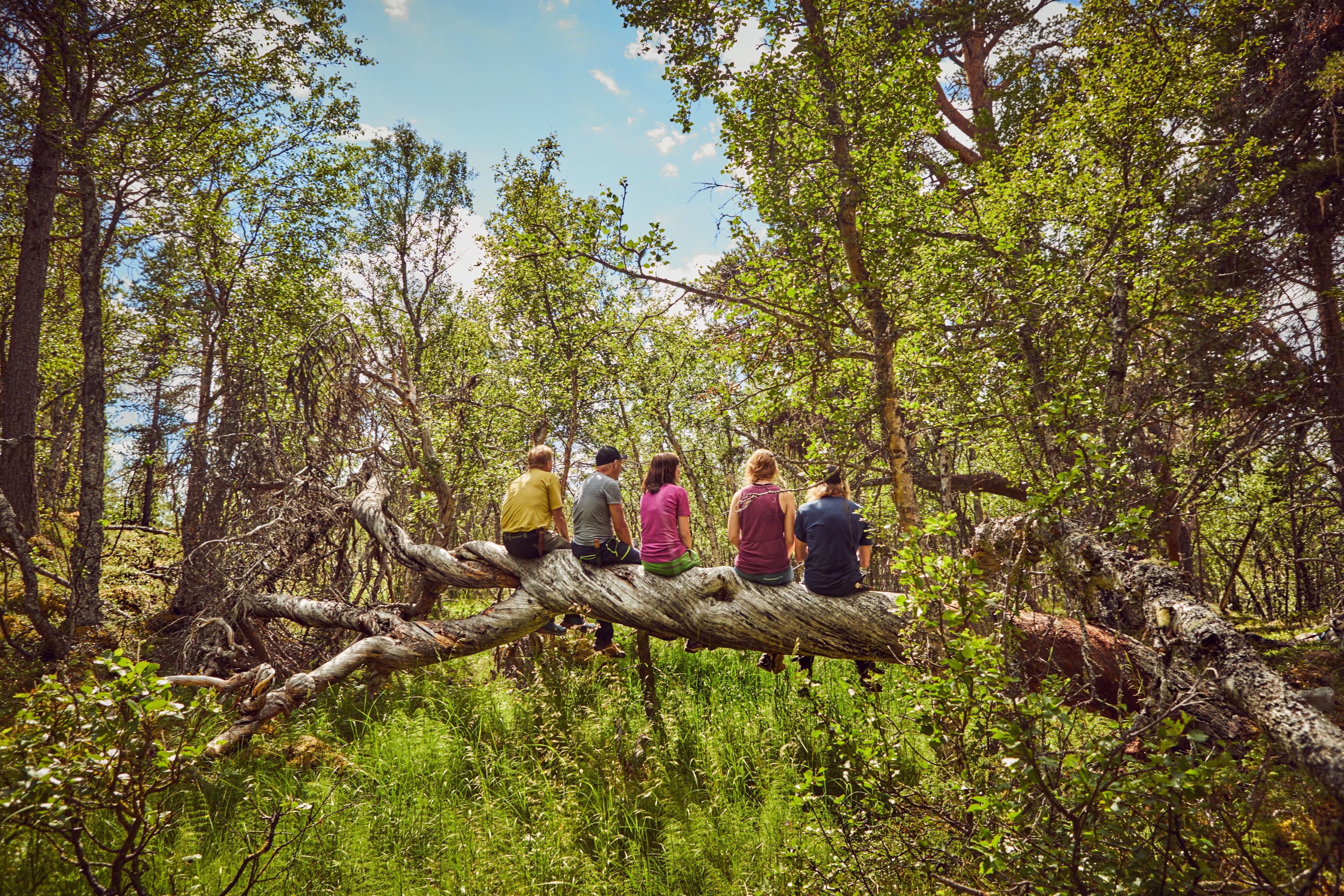 Five people sitting on a large fallen tree trunk in the forest