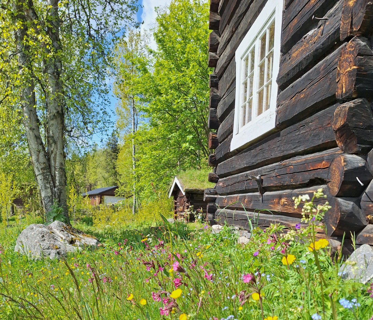 Wildflower meadow around old log houses