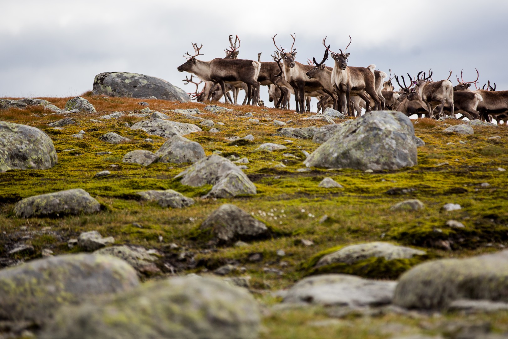 Reindeer herd in the mountains