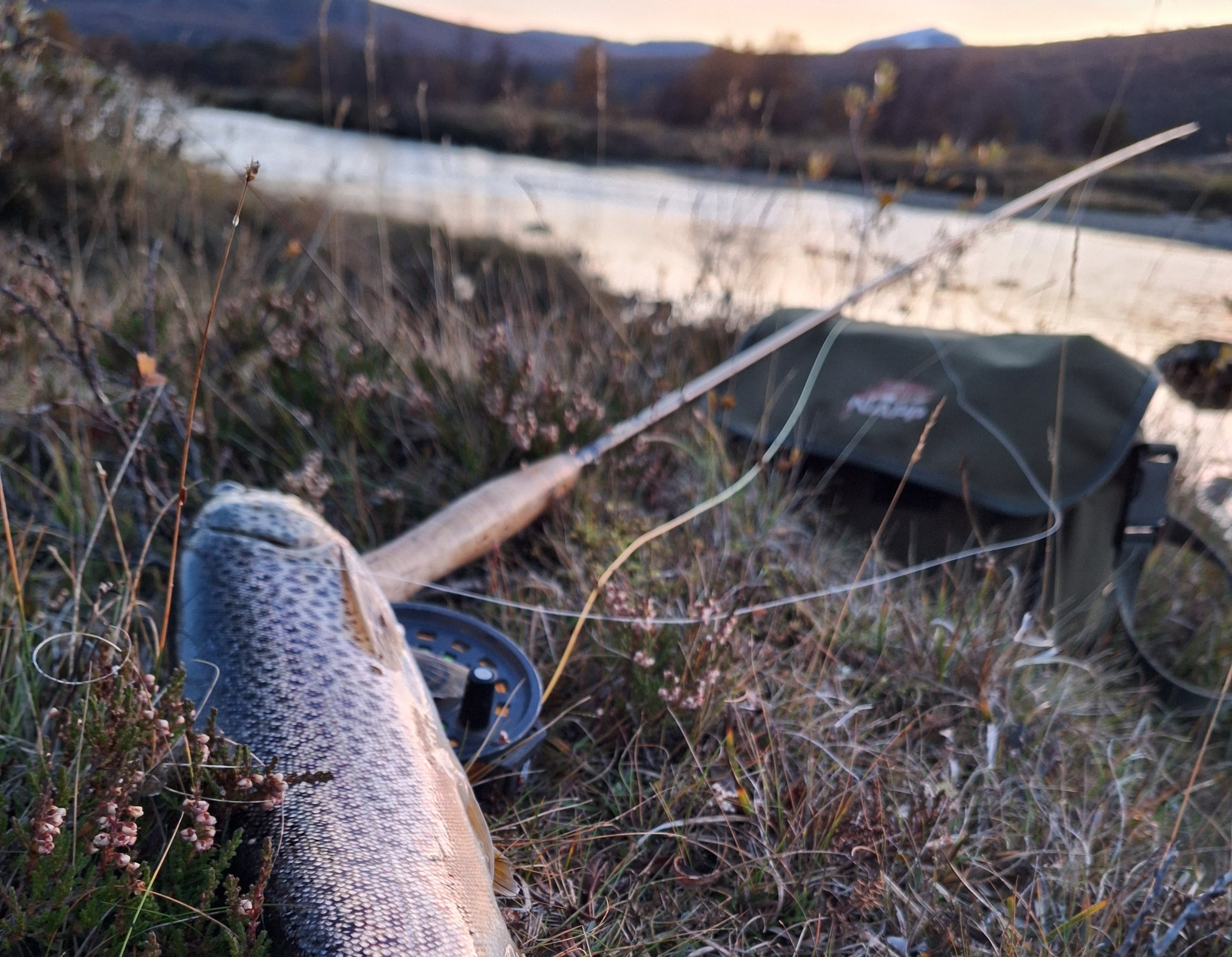 Freshly caught mountain trout by a river with fishing rod