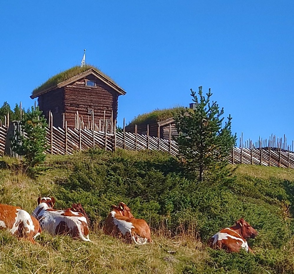A herd of cows grazing on summer pasture in front of a sæter house